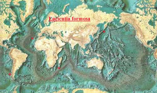 Espèce Lucicutia formosa - Carte de distribution 2