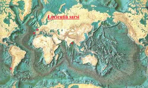 Espce Lucicutia sarsi - Carte de distribution 2