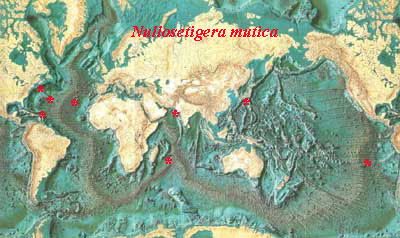 Species Nullosetigera mutica - Distribution map 2