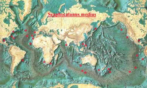 Species Scaphocalanus medius - Distribution map 3