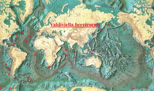 Species Valdiviella brevicornis - Distribution map 3