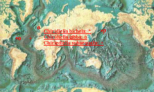 Espèce Chiridiella gibba - Carte de distribution 2
