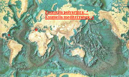 Espce Exumella mediterranea - Carte de distribution 3