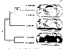 Espèce Neocalanus cristatus - Carte de distribution 3