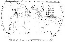 Espèce Pleuromamma gracilis - Carte de distribution 4