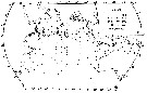 Espèce Pleuromamma piseki - Carte de distribution 4