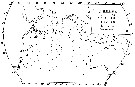 Species Pleuromamma abdominalis - Distribution map 4