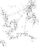 Espèce Eurytemora affinis - Carte de distribution 1