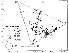 Species Temora turbinata - Distribution map 7