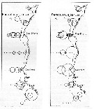 Espèce Paracalanus parvus - Carte de distribution 12