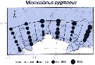 Species Microcalanus pygmaeus - Distribution map 13