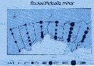 Species Scolecithricella minor - Distribution map 5