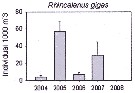 Espèce Rhincalanus gigas - Carte de distribution 34