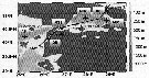 Espèce Centropages typicus - Carte de distribution 36