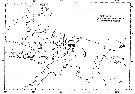 Espèce Rhincalanus nasutus - Carte de distribution 11