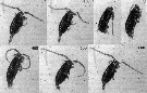 Espèce Paracalanus parvus - Carte de distribution 37