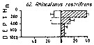 Espèce Rhincalanus rostrifrons - Carte de distribution 5