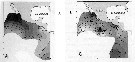 Species Subeucalanus subtenuis - Distribution map 12