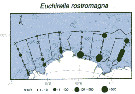Espèce Euchirella rostromagna - Carte de distribution 8
