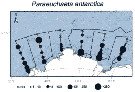 Species Paraeuchaeta antarctica - Distribution map 21