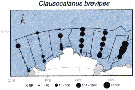 Espèce Clausocalanus brevipes - Carte de distribution 8