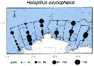 Species Haloptilus oxycephalus - Distribution map 6