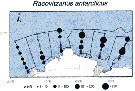 Species Racovitzanus antarcticus - Distribution map 4