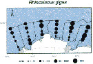 Species Rhincalanus gigas - Distribution map 41
