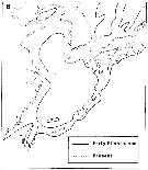 Species Tortanus (Eutortanus) terminalis - Distribution map 3
