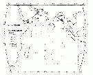 Species Candacia samassae - Distribution map 2