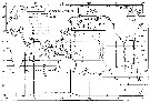 Espèce Oithona simplex - Carte de distribution 4