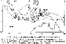 Species Candacia longimana - Distribution map 4
