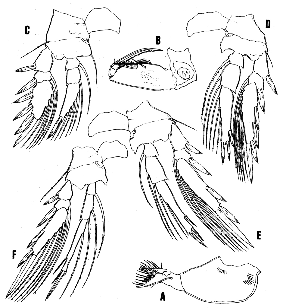 Species Oncaea grossa - Plate 3 of morphological figures