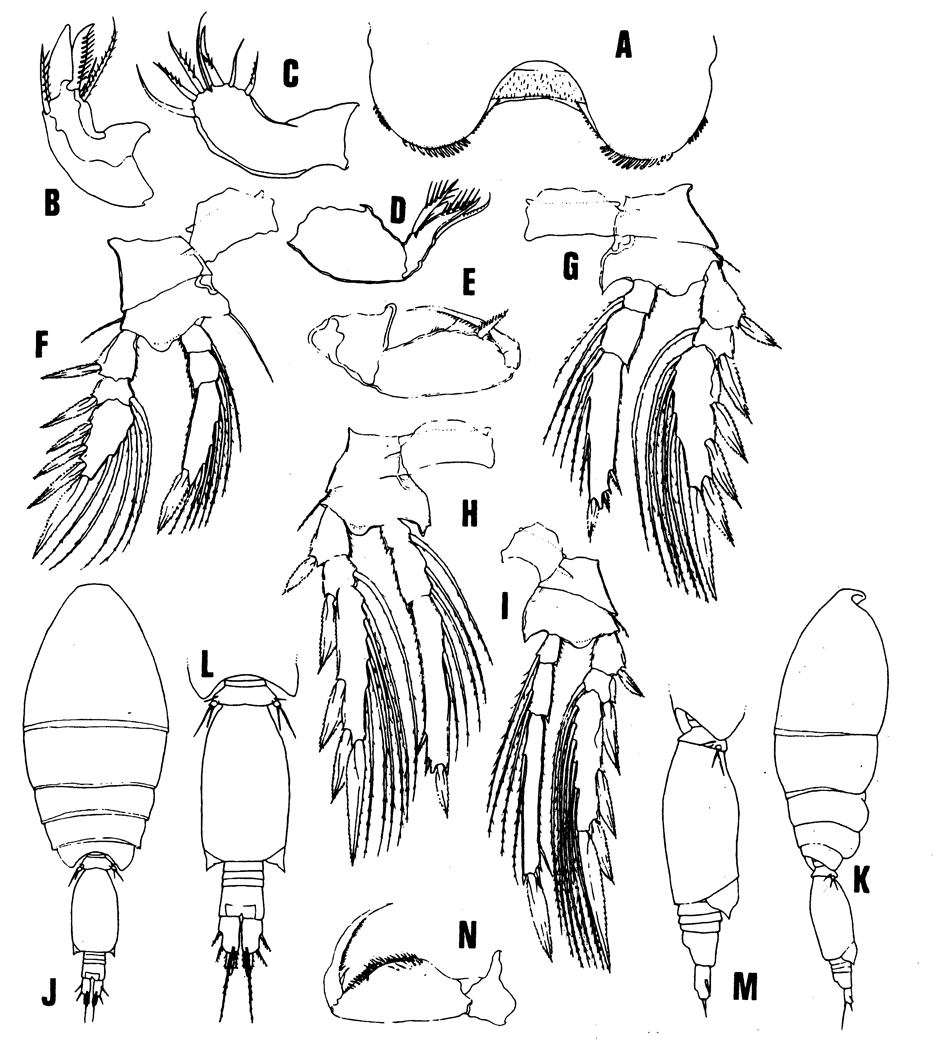 Species Oncaea rimula - Plate 3 of morphological figures