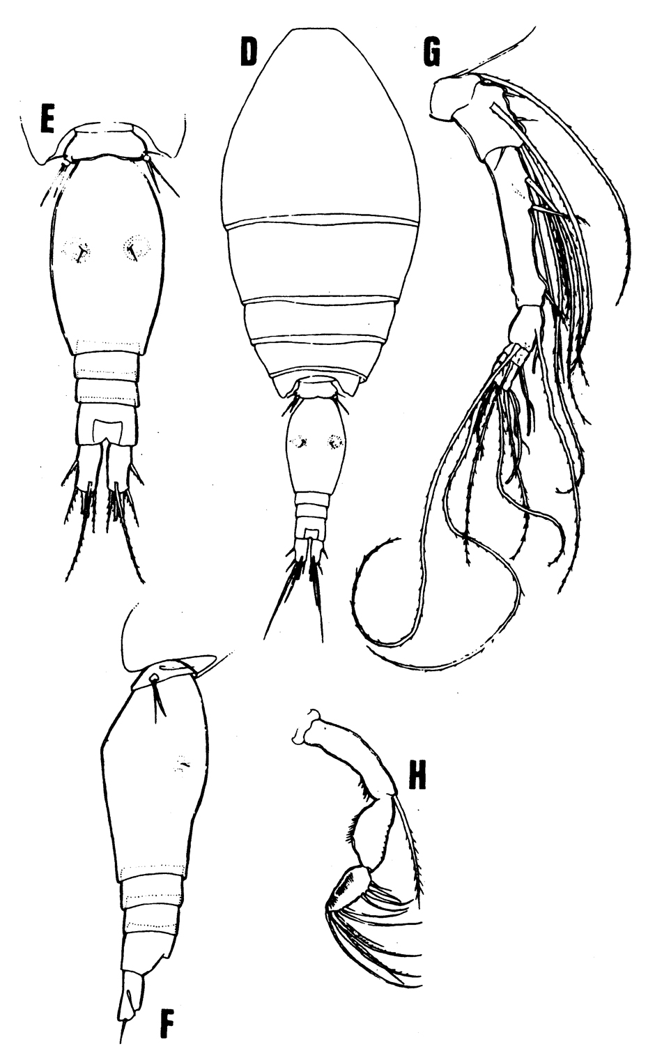 Espce Oncaea rimula - Planche 1 de figures morphologiques