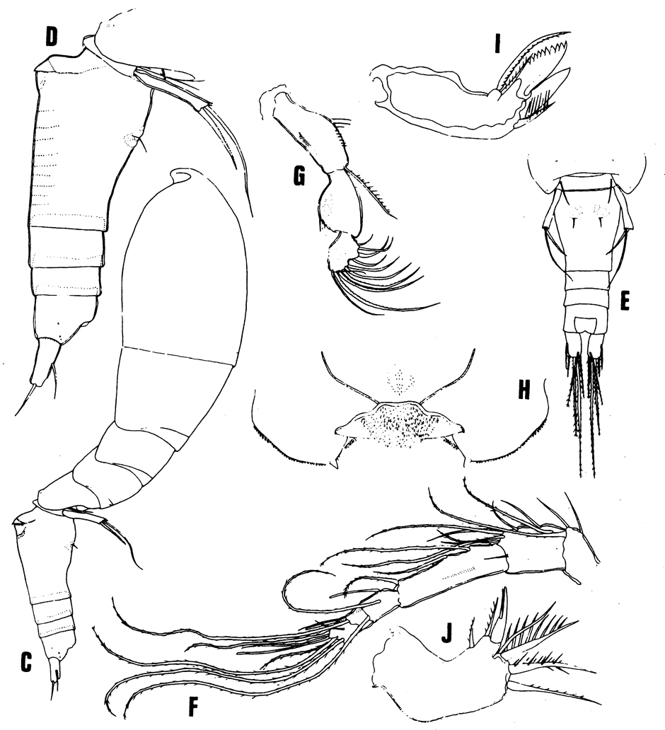 Species Oncaea grossa - Plate 1 of morphological figures