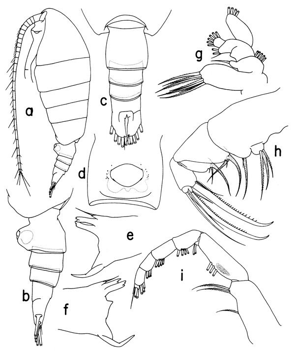 Species Neorhabdus capitaneus - Plate 1 of morphological figures