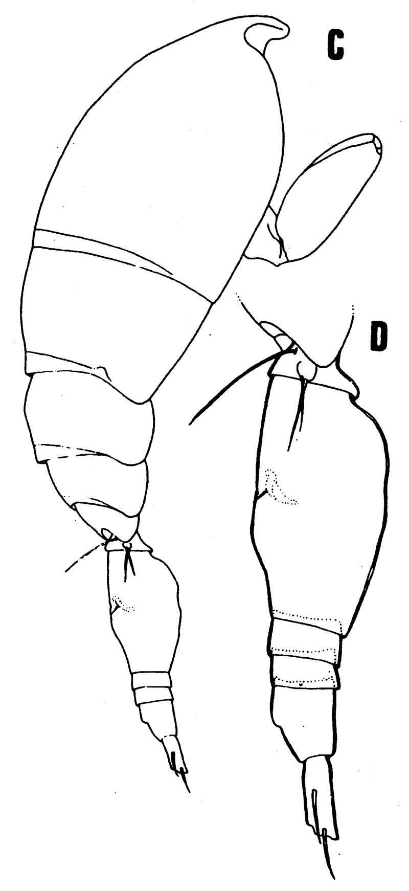 Species Oncaea illgi - Plate 1 of morphological figures