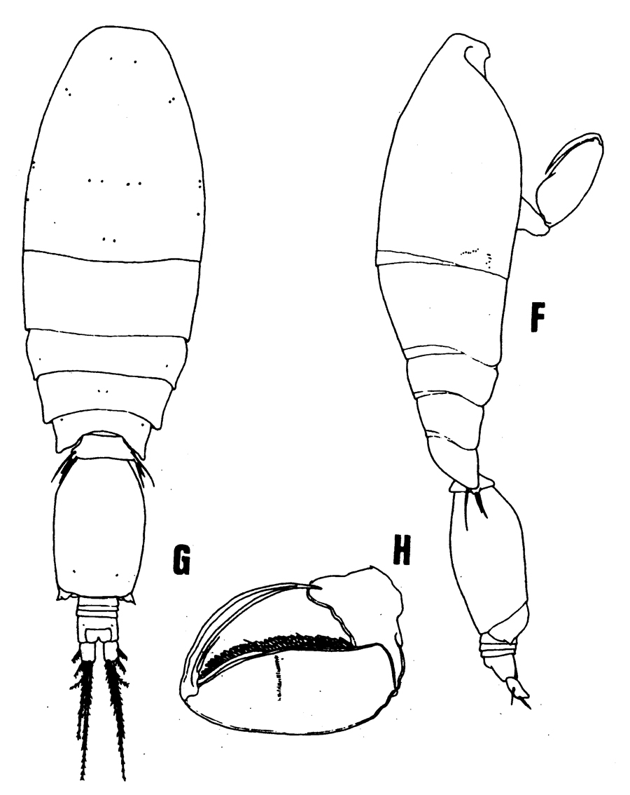Espèce Triconia similis - Planche 10 de figures morphologiques