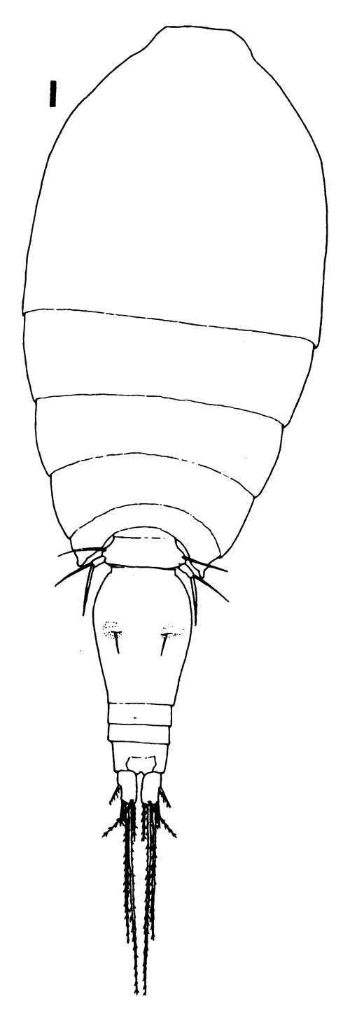Espèce Oncaea insolita - Planche 1 de figures morphologiques