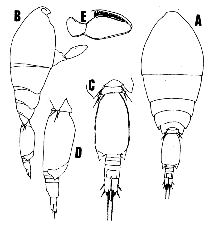 Species Oncaea glabra - Plate 3 of morphological figures