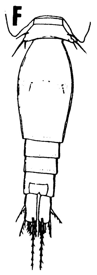 Espce Oncaea lacinia - Planche 1 de figures morphologiques