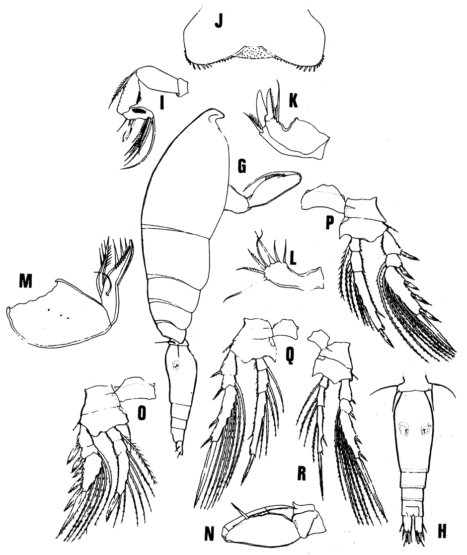 Espèce Oncaea sp.1 - Planche 1 de figures morphologiques