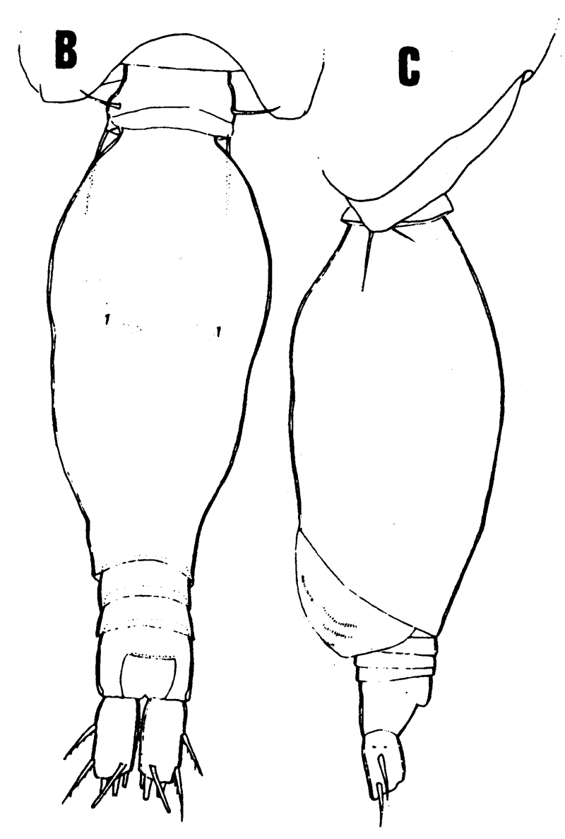 Espèce Oncaea ornata - Planche 6 de figures morphologiques
