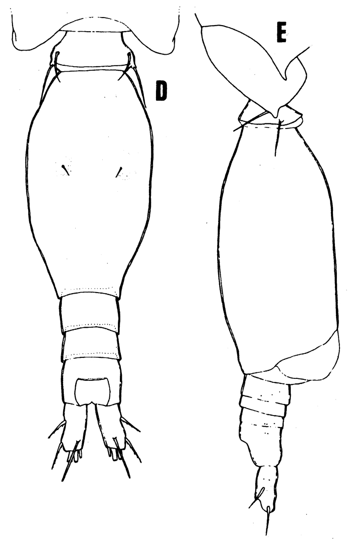 Espce Oncaea englishi - Planche 4 de figures morphologiques