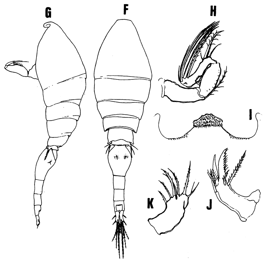 Espèce Monothula subtilis - Planche 7 de figures morphologiques