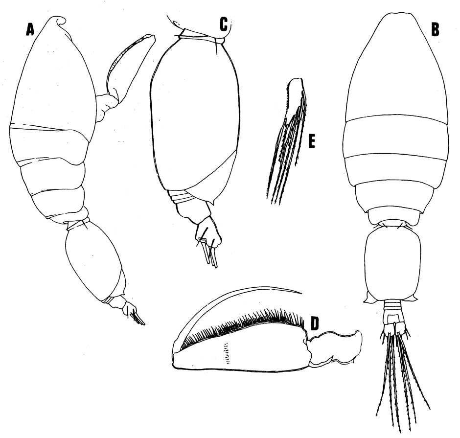 Species Epicalymma umbonata - Plate 3 of morphological figures