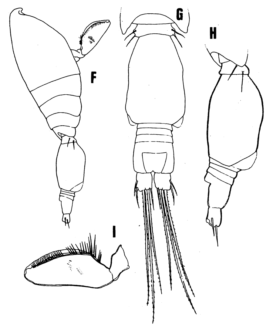 Species Conaea hispida - Plate 3 of morphological figures