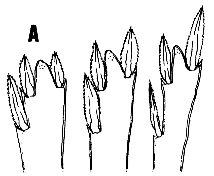 Species Triconia canadensis - Plate 3 of morphological figures