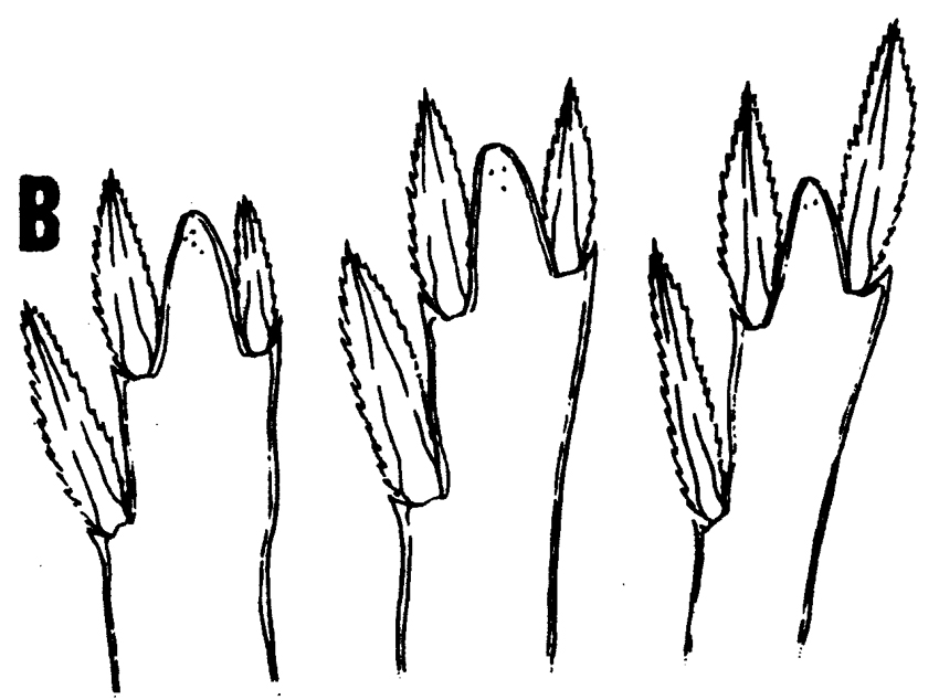 Species Triconia thoresoni - Plate 3 of morphological figures